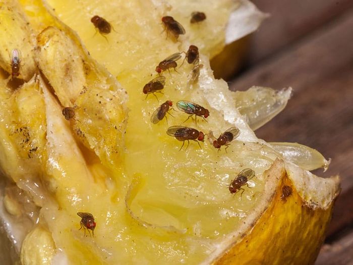 Sering Dianggap Sepele! Waspadai Binatang Kecil yang Hinggap di Makanan Ini Karena Efek Sampingnya Ternyata Gak Sepele, Ngeri Banget - Semua Halaman - Sajian Sedap