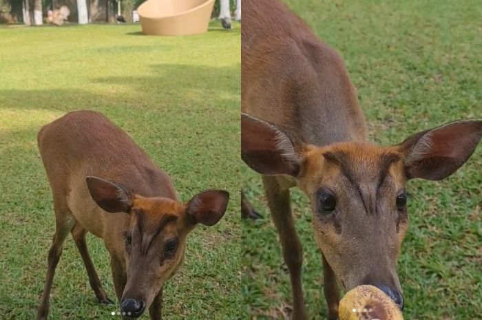 Mayangsari punya rusa di rumahnya