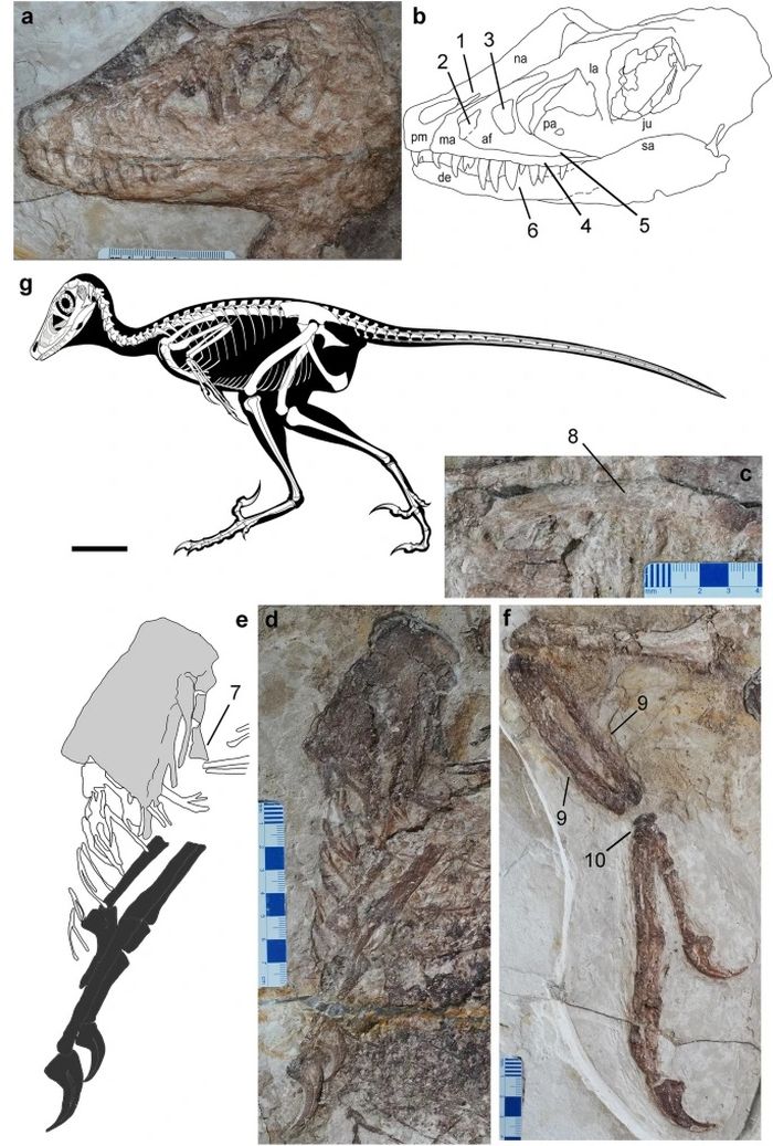 Nueva especie de dinosaurio parecido a un pájaro encontrada en Mongolia Interior – Todas las páginas