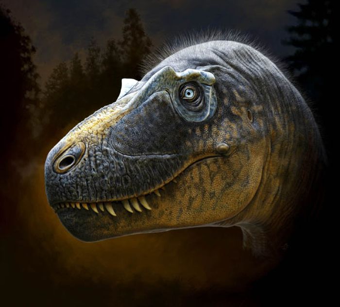 Daspletosaurus wilsoni dikenali dari susunan tanduk kecil yang khas di sekitar matanya.