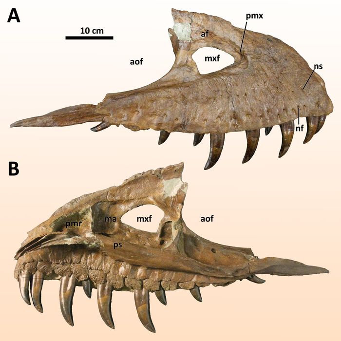 Rahang atas (maksila) kiri dari Taspletosaurus wilsoni.