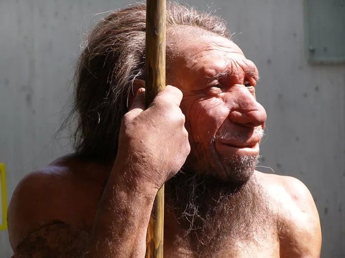 Neanderthal.
