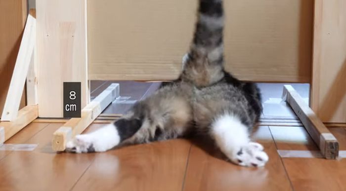 Los gatos pueden pasar fácilmente a través de pequeñas grietas.