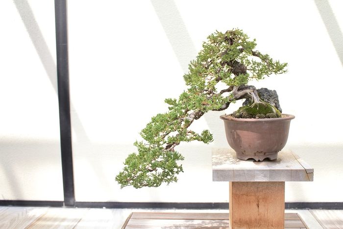 cara menyiram bonsai dengan benar