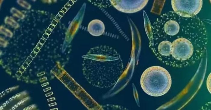 Marine plankton exist in all marine ecosystems.  They create the complex communities that form the basis of food webs and play an important role in maintaining the health and balance of the oceans.  Plankton generally have a short lifespan and are very sensitive to environmental changes.