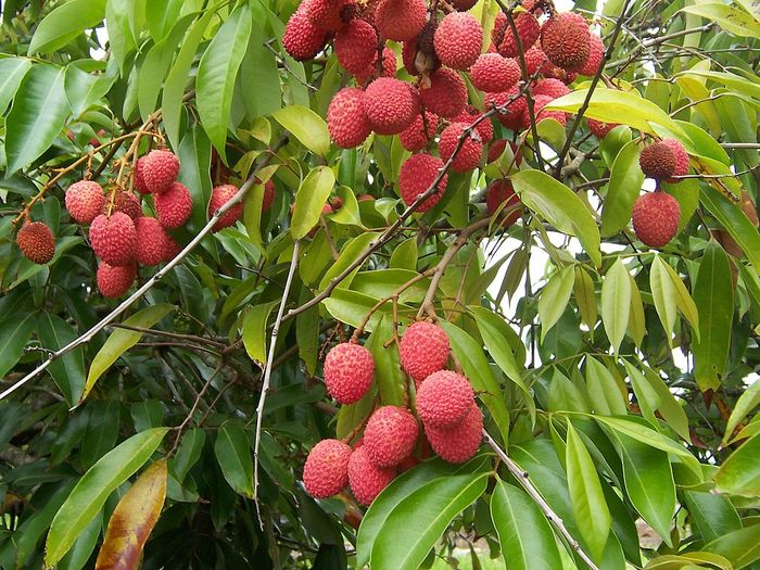 Harem Yang Guifei sangat menyukai buah lici (lychee). Sepeninggalnya, lici menjadi simbol pesta pora dan kemerosotan.