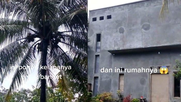 Rumah yang tingginya setara pohon kelapa