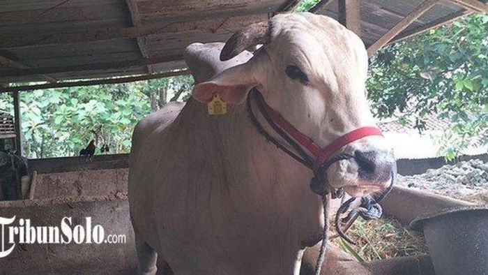 Bima, sapi jenis PO milik Sukasno, Warga Desa Doplang, Kecamatan Karangpandan, Kabupaten Karanganyar, batal dibeli Jokowi