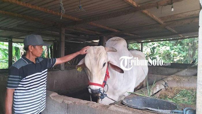 Sukasno (69) akan menuntut karena sapi miliknya batal dibeli oleh Jokowi