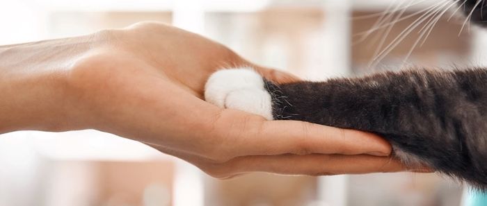 Dunia Hewan: Mengapa Banyak Kucing Memiliki "Kaus Kaki' Putih di Kaki