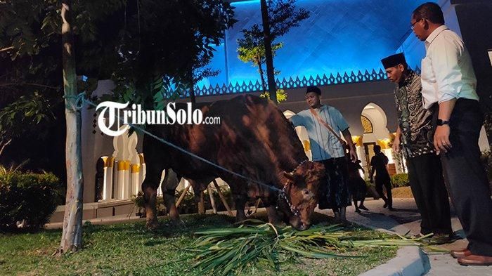 Sapi kurban Jokowi