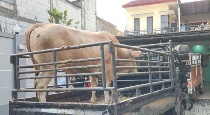 Sapi yang jadi hewan kurban Ayu Ting Ting