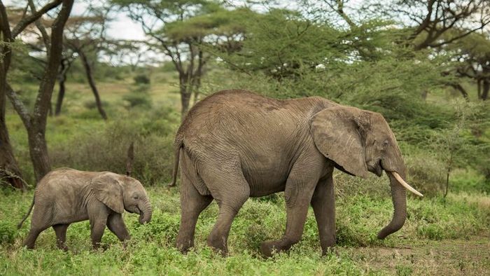 Gajah menjaga keturunannya dan memiliki masa remaja yang panjang.