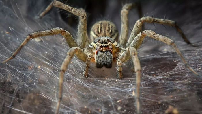 ada sekitar 43.000 spesies laba-laba beracun.