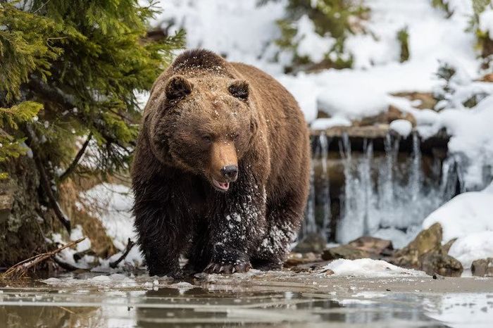 10 Fakta Beruang Grizzly, Beruang Yang Berhabitat Di Amerika Utara ...