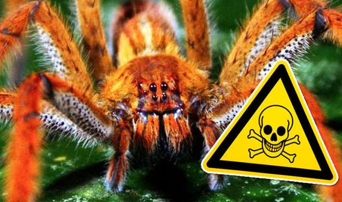 Di dunia hewan, hanya 25 spesies laba-laba beracun yang diketahui telah membunuh.
