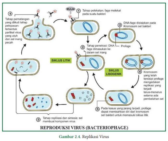 Siklus Perkembangbiakan Virus