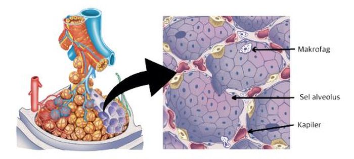 Gambar 4.7 Struktur lapisan penyusun kantung alveolus