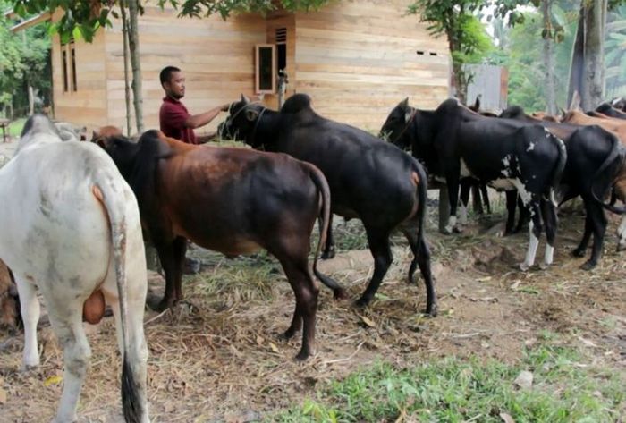 Sapi kurban
