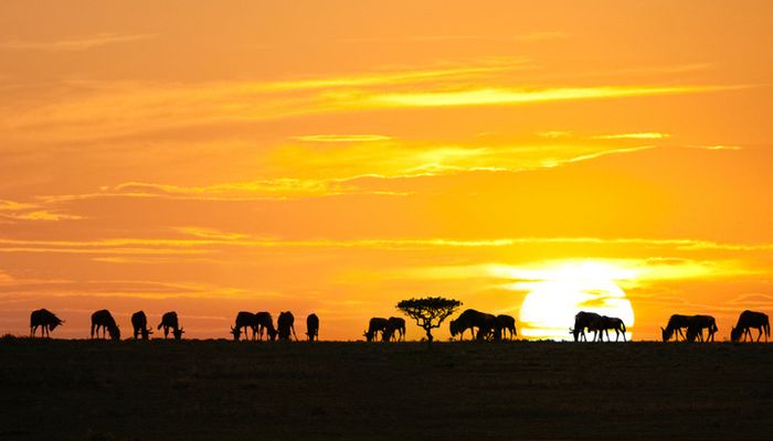 Serengeti National Park, Tanzania