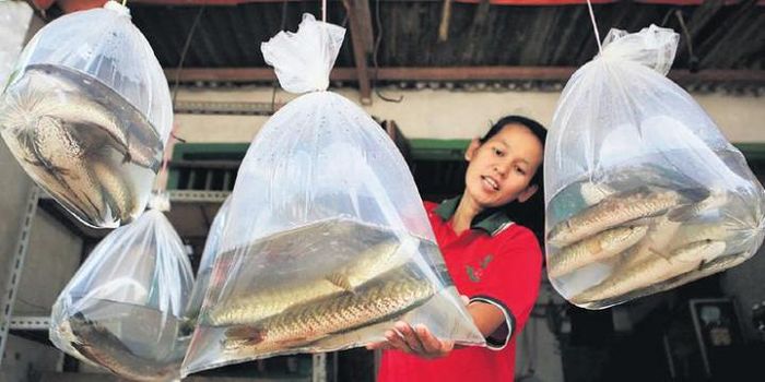 Ikan gabus rawa hasil tangkapan warga yang dijajakan di Jalan Raya Ciseeng, Gunung Sindur, Bogor, Ja