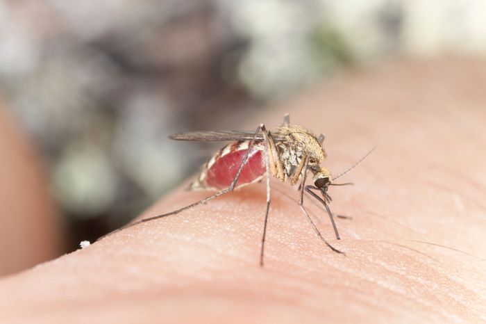 Gigitan nyamuk dari spesies Aedes aegypti yang bisa menyebabkan chikungunya
