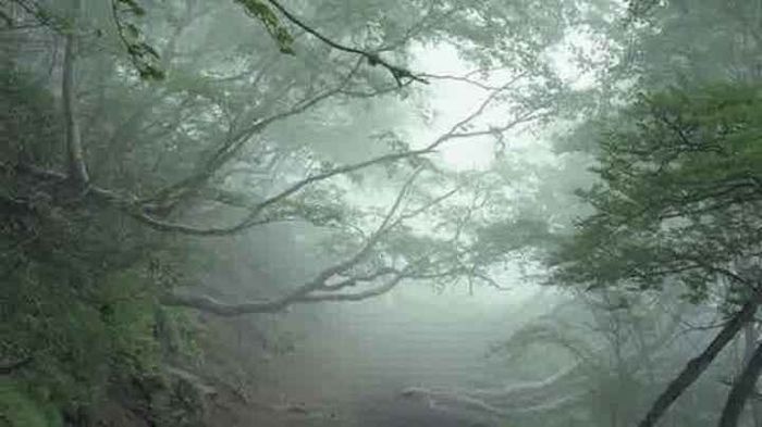 Aokigahara, Hutan Bunuh Diri di Jepang yang Dihantui oleh Hantu Yurei