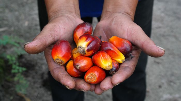 Buah kelapa sawit menghasilkan dua jenis produk, Crude Palm Oil (CPO) dan Palm Kernel Oil (PKO). CPO