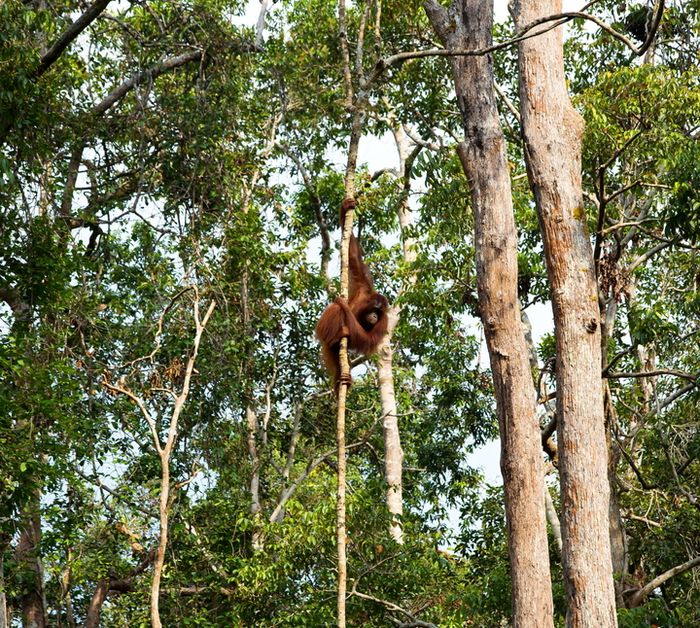 Babi Berjanggut Kalimantan Penjelajah Dan Pelindung Hutan