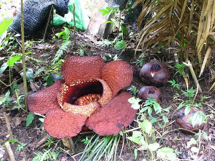 Rafflesia arnoldii dan tunasnya.