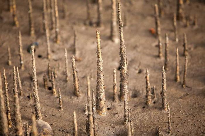 Elegi Hutan Mangrove Tentang Retaknya Hubungan Manusia Dan Alam Semua Halaman National Geographic