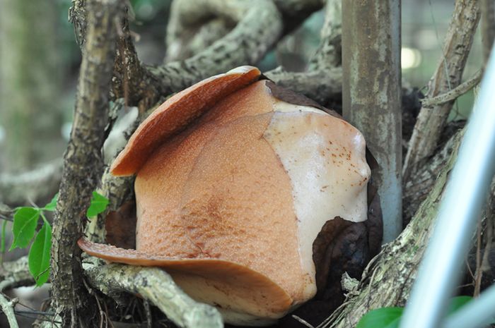 Rafflesia patma saat mekar di Kebun Raya Bogor, Jawa Barat pada 2022.