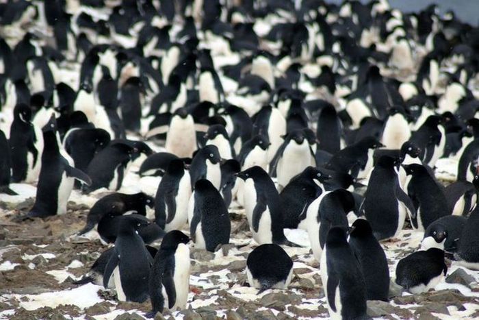 Koloni penguin Adelie yang baru ditemukan di Kepulauan Danger.