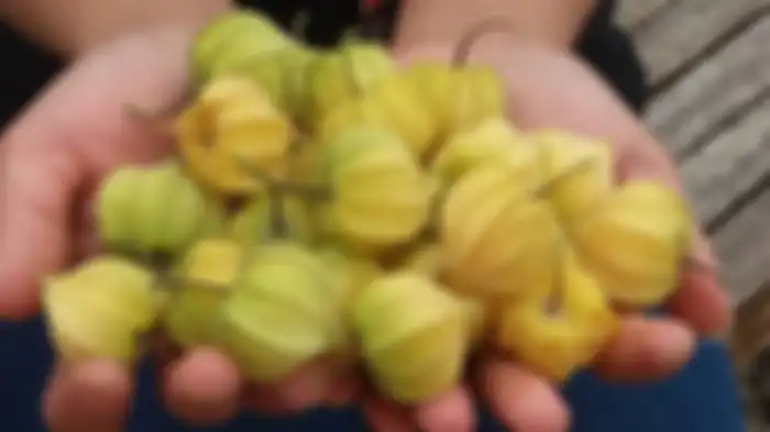 Ceplukan