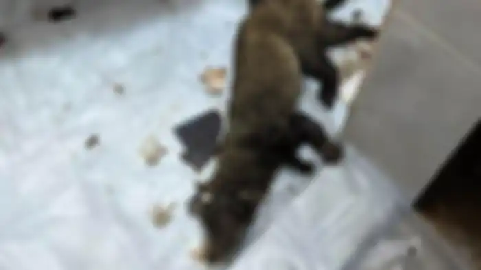 Bangkai Musang
