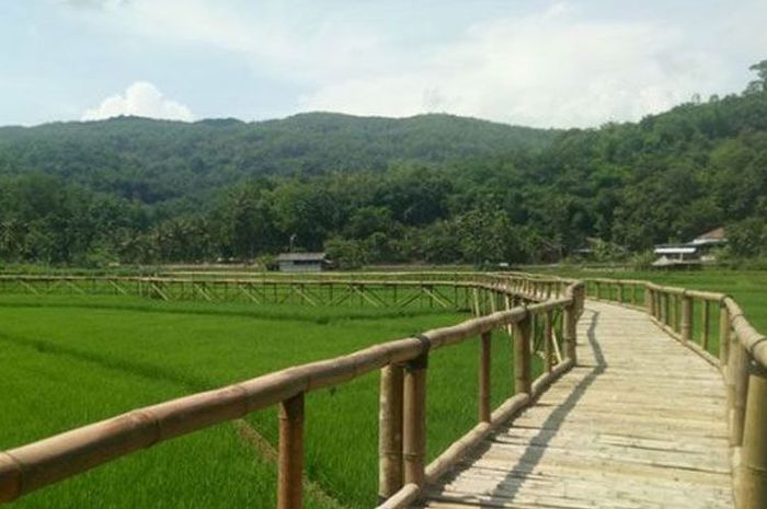 Pemandangan Indah  Sawah  Padi