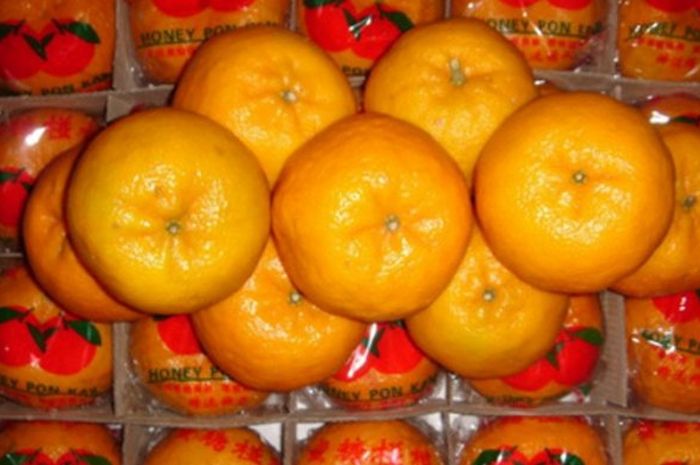 Jeruk Mandarin Imlek - Nusagates