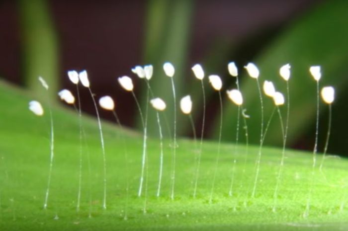 13+ Foto Bunga Surga - Gambar Bunga HD