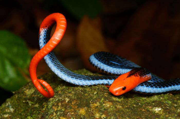 Ular Cabe Merah, Si Cantik yang Bisa Membuat Manusia Mati Mengerikan - Intisari