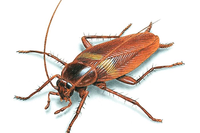 Banyak Kecoa Mati Di Rumah Pertanda Apa Sekitar Rumah