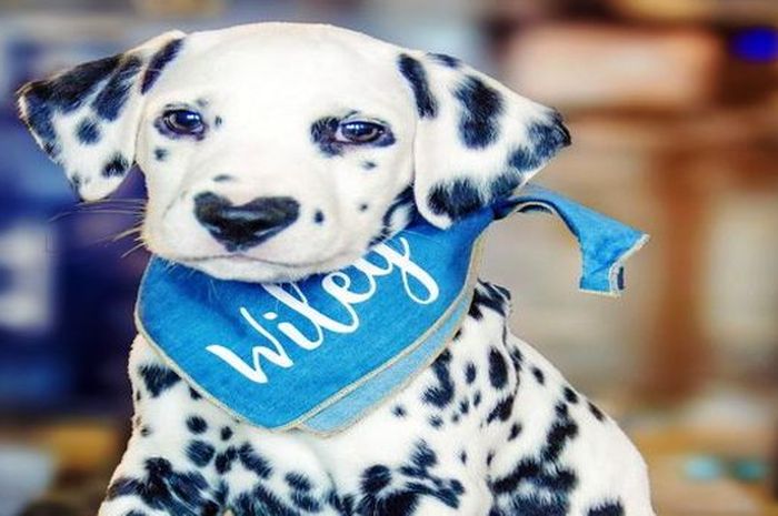 Anjing Dalmatian Ini Jadi Perhatian Karena Punya Hidung Berbentuk