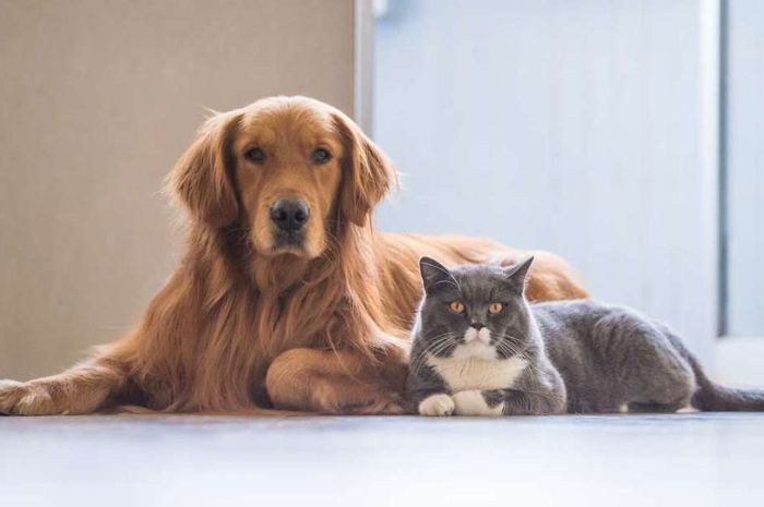 Walah Ternyata Inilah Alasan Mengapa Anjing Dan Kucing Tidak