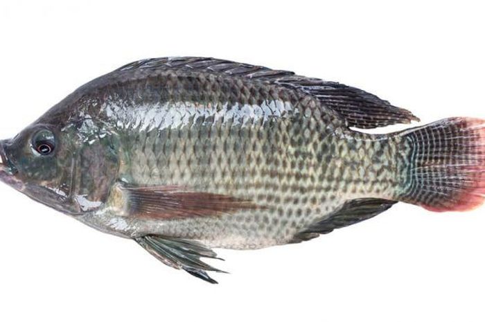 Catat Ikan  Nila  Bukanlah Ikan  Mutan Tanpa Tulang atau 