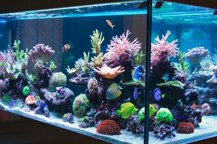 Cara Biar Akuarium Tetap Bersih Jangan Langsung Kena Matahari