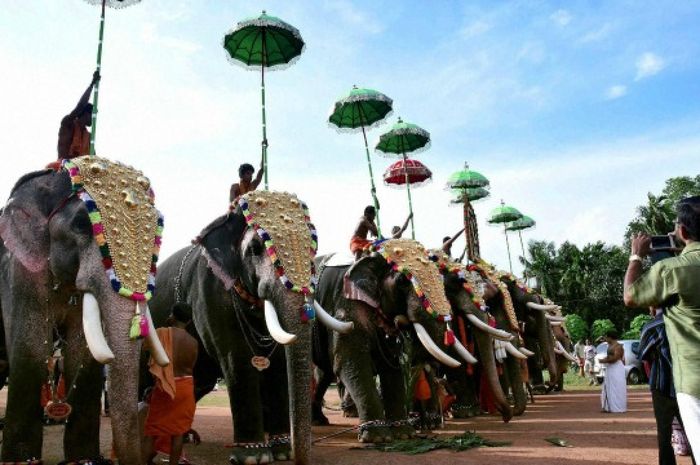 Unduh 101+ Gambar Gajah India Paling Bagus Gratis