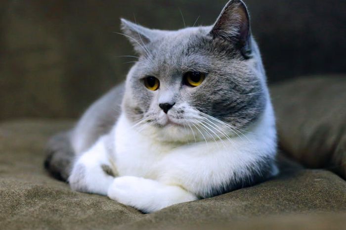 Paula Ditegur Warganet Karena Main Kucing Benarkah Bulu