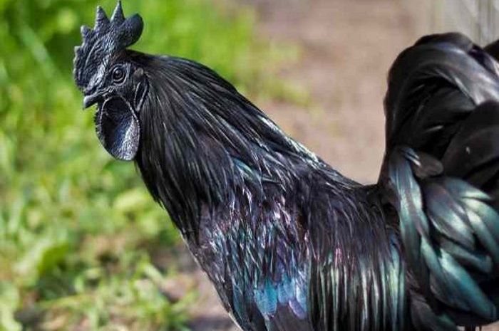 Ayam Cemani