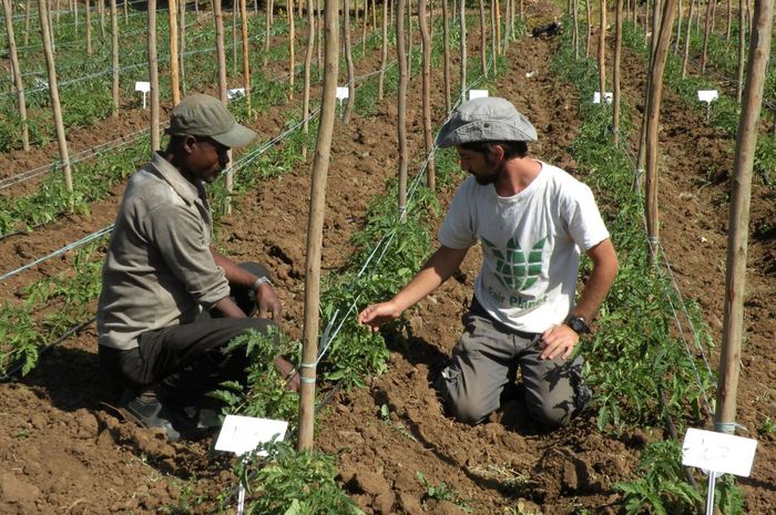 Berkat Teknologi Canggih Israel Etiopia Yang Miskin Kini Jadi Surga Pertanian Nan Makmur Semua Halaman Intisari