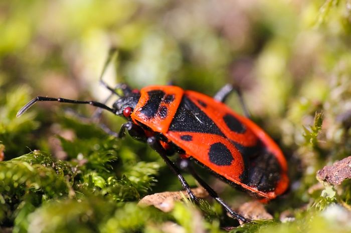 Spesies Spesies Mutan Di Chernobyl Berpotensi Bantu Astronaut
