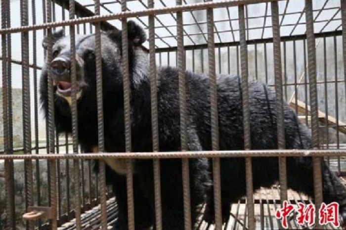 Dikira Anak Anjing Sebuah Keluarga Di China Tak Sadar Telah